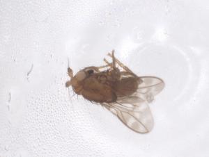  ( - CBG-B22439-H02)  @11 [ ] CreativeCommons - Attribution Share - Alike (2025) Centre for Biodiversity Genomics Centre for Biodiversity Genomics