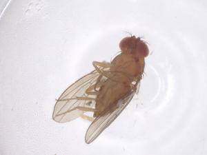  ( - CBG-B22439-H10)  @11 [ ] CreativeCommons - Attribution Share - Alike (2025) Centre for Biodiversity Genomics Centre for Biodiversity Genomics