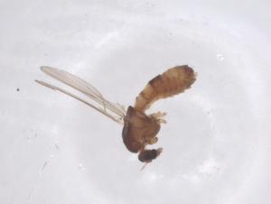  ( - CBG-B22448-F03)  @11 [ ] CreativeCommons - Attribution Share - Alike (2025) Centre for Biodiversity Genomics Centre for Biodiversity Genomics