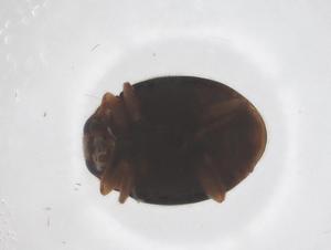  ( - CBG-B23486-G10)  @11 [ ] CreativeCommons - Attribution Share - Alike (2025) Centre for Biodiversity Genomics Centre for Biodiversity Genomics