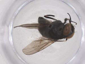  ( - CBG-B23509-F04)  @11 [ ] CreativeCommons - Attribution Share - Alike (2025) Centre for Biodiversity Genomics Centre for Biodiversity Genomics