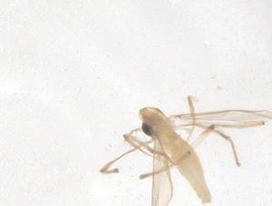  ( - CBG-B23541-A12)  @11 [ ] CreativeCommons - Attribution Share - Alike (2025) Centre for Biodiversity Genomics Centre for Biodiversity Genomics