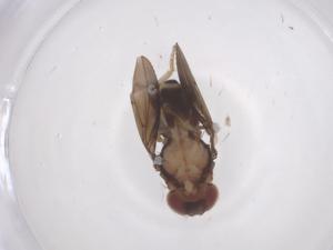  ( - CBG-B23760-B01)  @11 [ ] CreativeCommons - Attribution Share - Alike (2025) Centre for Biodiversity Genomics Centre for Biodiversity Genomics