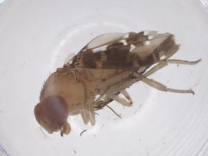  ( - CBG-B23760-E12)  @11 [ ] CreativeCommons - Attribution Share - Alike (2025) Centre for Biodiversity Genomics Centre for Biodiversity Genomics