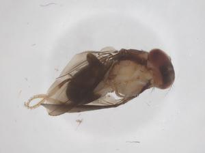  ( - CBG-B23763-E08)  @11 [ ] CreativeCommons - Attribution Share - Alike (2025) Centre for Biodiversity Genomics Centre for Biodiversity Genomics