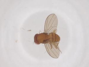  ( - CBG-B23799-B07)  @11 [ ] CreativeCommons - Attribution Share - Alike (2025) Centre for Biodiversity Genomics Centre for Biodiversity Genomics