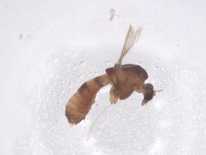  ( - CBG-B23806-D02)  @11 [ ] CreativeCommons - Attribution Share - Alike (2025) Centre for Biodiversity Genomics Centre for Biodiversity Genomics