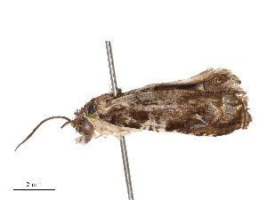  ( - CBG-B23815-F02)  @11 [ ] CreativeCommons - Attribution Share - Alike (2025) CBG Photography Group Centre for Biodiversity Genomics