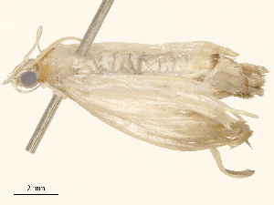  ( - CBG-B23816-F06)  @11 [ ] CreativeCommons - Attribution Share - Alike (2025) CBG Photography Group Centre for Biodiversity Genomics