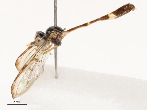  ( - CBG-B23817-B09)  @11 [ ] CreativeCommons - Attribution Share - Alike (2025) CBG Photography Group Centre for Biodiversity Genomics