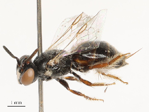  ( - CBG-B00398-D02)  @11 [ ] CreativeCommons - Attribution Share - Alike (2025) CBG Photography Group Centre for Biodiversity Genomics