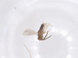  ( - CBG-B00430-G02)  @11 [ ] CreativeCommons - Attribution Share - Alike (2025) Centre for Biodiversity Genomics Centre for Biodiversity Genomics