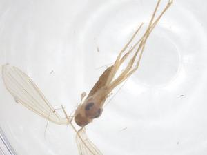  ( - CBG-B01091-F12)  @11 [ ] CreativeCommons - Attribution Share - Alike (2025) Centre for Biodiversity Genomics Centre for Biodiversity Genomics