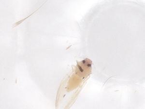  ( - CBG-B02782-G11)  @11 [ ] CreativeCommons - Attribution Share - Alike (2025) Centre for Biodiversity Genomics Centre for Biodiversity Genomics