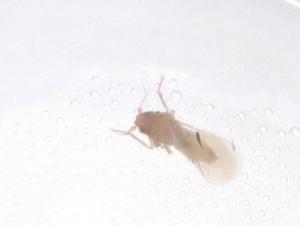  ( - CBG-B04887-A01)  @11 [ ] CreativeCommons - Attribution Share - Alike (2025) Centre for Biodiversity Genomics Centre for Biodiversity Genomics