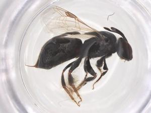  ( - CBG-B05122-H03)  @11 [ ] CreativeCommons - Attribution Share - Alike (2025) Centre for Biodiversity Genomics Centre for Biodiversity Genomics