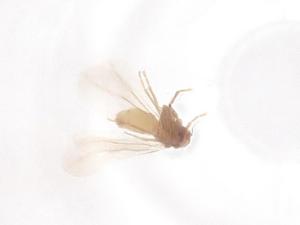  ( - CBG-B05122-H09)  @11 [ ] CreativeCommons - Attribution Share - Alike (2025) Centre for Biodiversity Genomics Centre for Biodiversity Genomics