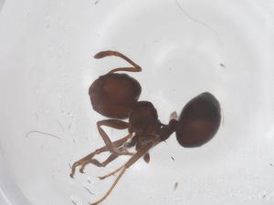  ( - CBG-B05145-B11)  @11 [ ] CreativeCommons - Attribution Share - Alike (2025) Centre for Biodiversity Genomics Centre for Biodiversity Genomics