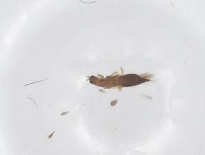  (Stenchaetothrips - CBG-B05145-C05)  @11 [ ] CreativeCommons - Attribution Share - Alike (2025) Centre for Biodiversity Genomics Centre for Biodiversity Genomics