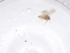  ( - CBG-B05148-B01)  @11 [ ] CreativeCommons - Attribution Share - Alike (2025) Centre for Biodiversity Genomics Centre for Biodiversity Genomics