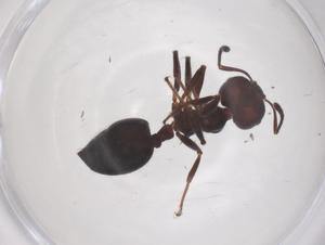  ( - CBG-B05150-A06)  @11 [ ] CreativeCommons - Attribution Share - Alike (2025) Centre for Biodiversity Genomics Centre for Biodiversity Genomics