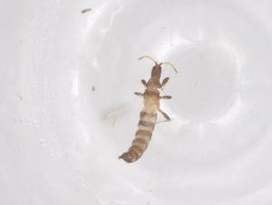  ( - CBG-B05150-F09)  @11 [ ] CreativeCommons - Attribution Share - Alike (2025) Centre for Biodiversity Genomics Centre for Biodiversity Genomics