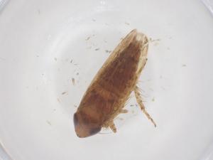  ( - CBG-B05155-C07)  @11 [ ] CreativeCommons - Attribution Share - Alike (2025) Centre for Biodiversity Genomics Centre for Biodiversity Genomics