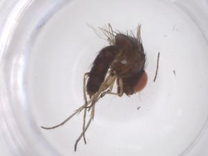  ( - CBG-B15350-A11)  @11 [ ] CreativeCommons - Attribution Share - Alike (2025) Centre for Biodiversity Genomics Centre for Biodiversity Genomics