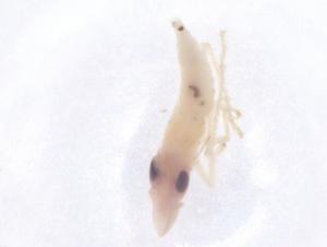  (Sophonia linealis - CBG-B15640-D01)  @11 [ ] CreativeCommons - Attribution Share - Alike (2025) Centre for Biodiversity Genomics Centre for Biodiversity Genomics