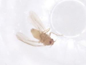  ( - CBG-B15674-H10)  @11 [ ] CreativeCommons - Attribution Share - Alike (2025) Centre for Biodiversity Genomics Centre for Biodiversity Genomics