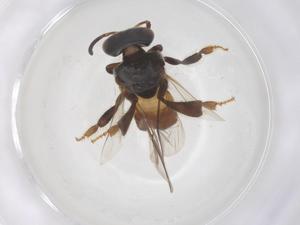  ( - CBG-B15675-A05)  @11 [ ] CreativeCommons - Attribution Share - Alike (2025) Centre for Biodiversity Genomics Centre for Biodiversity Genomics