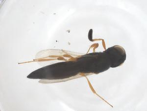  ( - CBG-B15680-G01)  @11 [ ] CreativeCommons - Attribution Share - Alike (2025) Centre for Biodiversity Genomics Centre for Biodiversity Genomics