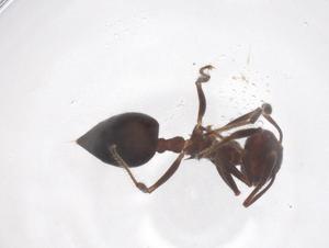  ( - CBG-B15681-E01)  @11 [ ] CreativeCommons - Attribution Share - Alike (2025) Centre for Biodiversity Genomics Centre for Biodiversity Genomics