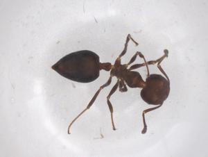  ( - CBG-B15681-E03)  @11 [ ] CreativeCommons - Attribution Share - Alike (2025) Centre for Biodiversity Genomics Centre for Biodiversity Genomics