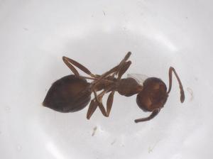  ( - CBG-B15681-E05)  @11 [ ] CreativeCommons - Attribution Share - Alike (2025) Centre for Biodiversity Genomics Centre for Biodiversity Genomics