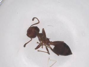  ( - CBG-B15681-E07)  @11 [ ] CreativeCommons - Attribution Share - Alike (2025) Centre for Biodiversity Genomics Centre for Biodiversity Genomics