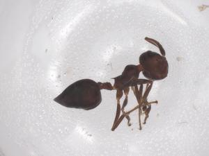  ( - CBG-B15681-E08)  @11 [ ] CreativeCommons - Attribution Share - Alike (2025) Centre for Biodiversity Genomics Centre for Biodiversity Genomics