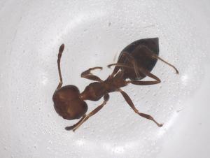  ( - CBG-B15681-E09)  @11 [ ] CreativeCommons - Attribution Share - Alike (2025) Centre for Biodiversity Genomics Centre for Biodiversity Genomics