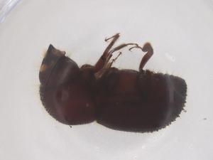  ( - CBG-B15683-A03)  @11 [ ] CreativeCommons - Attribution Share - Alike (2025) Centre for Biodiversity Genomics Centre for Biodiversity Genomics