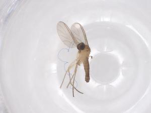  ( - CBG-B15789-E06)  @11 [ ] CreativeCommons - Attribution Share - Alike (2025) Centre for Biodiversity Genomics Centre for Biodiversity Genomics