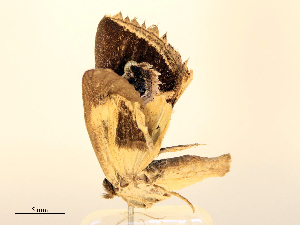  ( - CBG-B21854-D10)  @11 [ ] CreativeCommons - Attribution Share - Alike (2025) CBG Photography Group Centre for Biodiversity Genomics