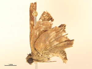  ( - CBG-B21854-E02)  @11 [ ] CreativeCommons - Attribution Share - Alike (2025) CBG Photography Group Centre for Biodiversity Genomics