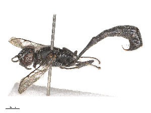  ( - CBG-B21854-H03)  @11 [ ] CreativeCommons - Attribution Share - Alike (2025) CBG Photography Group Centre for Biodiversity Genomics