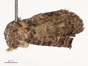  ( - CBG-B21963-A03)  @11 [ ] CreativeCommons - Attribution Share - Alike (2025) CBG Photography Group Centre for Biodiversity Genomics