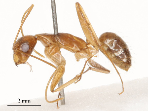  ( - CBG-B21965-G05)  @11 [ ] CreativeCommons - Attribution Share - Alike (2025) CBG Photography Group Centre for Biodiversity Genomics