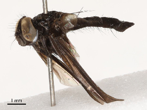  ( - CBG-B21966-A08)  @11 [ ] CreativeCommons - Attribution Share - Alike (2025) CBG Photography Group Centre for Biodiversity Genomics