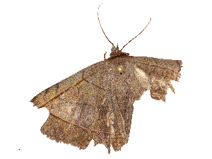  ( - CBG-B22362-D01)  @11 [ ] CreativeCommons - Attribution Share - Alike (2025) CBG Photography Group Centre for Biodiversity Genomics