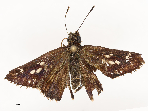  ( - CBG-B22362-E02)  @11 [ ] CreativeCommons - Attribution Share - Alike (2025) CBG Photography Group Centre for Biodiversity Genomics