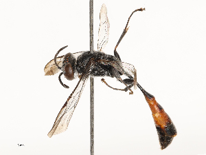  ( - CBG-B22362-H01)  @11 [ ] CreativeCommons - Attribution Share - Alike (2025) CBG Photography Group Centre for Biodiversity Genomics