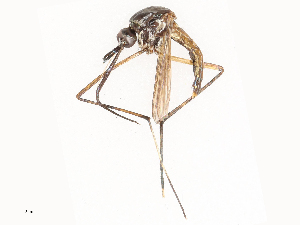  ( - CBG-B22362-H09)  @11 [ ] CreativeCommons - Attribution Share - Alike (2025) CBG Photography Group Centre for Biodiversity Genomics